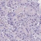 Immunohistochemical staining of human pancreas using Anti-ASGR2 antibody HPA014899.