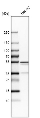 Western blot analysis in human cell line HepG2.