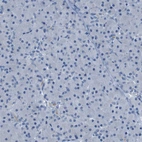 Immunohistochemical staining of human pancreas shows no positivity as expected.