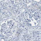 Immunohistochemical staining of human kidney shows no positivity as expected.