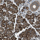 Immunohistochemical staining of human salivary gland shows strong granular cytoplasmic positivity in glandular cells.