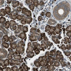 Immunohistochemical staining of human salivary gland shows strong granular cytoplasmic positivity in glandular cells.
