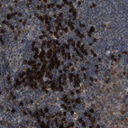 Immunohistochemical staining of human lymph node shows strong cytoplasmic positivity in non-germinal center cells.