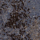 Immunohistochemical staining of human lymph node shows strong cytoplasmic positivity in non-germinal center cells.