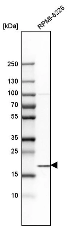 Western blot analysis in human cell line RPMI-8226.