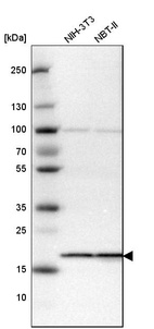 Western blot analysis in mouse cell line NIH-3T3 and rat cell line NBT-II.