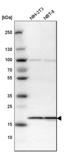 Western blot analysis in mouse cell line NIH-3T3 and rat cell line NBT-II.