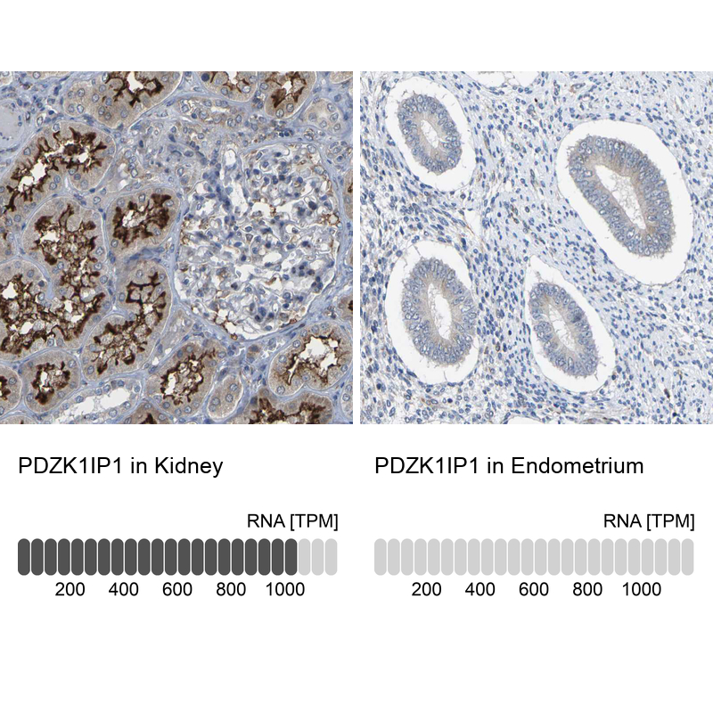 Anti-PDZK1IP1 Antibody