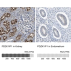 Anti-PDZK1IP1 Antibody