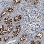 Immunohistochemical staining of human kidney shows strong strong positivity in apical membrane in cells in tubules.