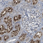 Immunohistochemical staining of human kidney shows strong strong positivity in apical membrane in cells in tubules.