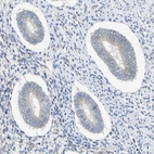 Immunohistochemical staining of human endometrium shows no positivity in glandular cells as expected.