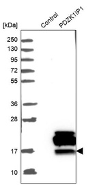 Western blot analysis in control (vector only transfected HEK293T lysate) and PDZK1IP1 over-expression lysate (Co-expressed with a C-terminal myc-DDK tag (~3.1 kDa) in mammalian HEK293T cells, LY417088).