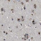 Immunohistochemical staining of human cerebral cortex using Anti-ZFPL1 antibody HPA014909.