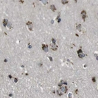 Immunohistochemical staining of human cerebral cortex using Anti-ZFPL1 antibody HPA014909.