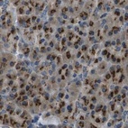 Immunohistochemical staining of human pancreas using Anti-ZFPL1 antibody HPA014909.