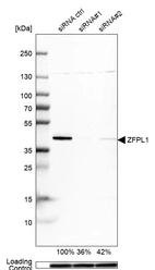 Western blot analysis in MCF-7 cells transfected with control siRNA, target specific siRNA probe #1 and #2, using Anti-ZFPL1 antibody. Remaining relative intensity is presented. Loading control: Anti-GAPDH.