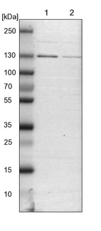 Lane 1: NIH-3T3 cell lysate (Mouse embryonic fibroblast cells)_br/_Lane 2: NBT-II cell lysate (Rat Wistar bladder tumour cells)