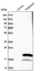 Western blot analysis in control (vector only transfected HEK293T lysate) and TMEM243 over-expression lysate (Co-expressed with a C-terminal myc-DDK tag (~3.1 kDa) in mammalian HEK293T cells, LY411313).