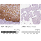 Anti-AQP3 Antibody