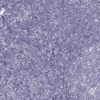 Immunohistochemical staining of human tonsil shows no positivity in non-germinal center cells as expected.