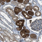 Immunohistochemical staining of human Kidney shows strong granular cytoplasmic positivity in cells in tubules.