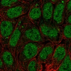 Immunofluorescent staining of human cell line RT4 shows localization to nucleoplasm & mitochondria.