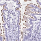 Immunohistochemical staining of human duodenum shows high expression.