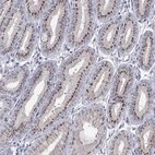 Immunohistochemical staining of human stomach shows strong positivity in Golgi apparatus in glandular cells.