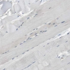 Immunohistochemical staining of human skeletal muscle shows no positivity in myocytes as expected.