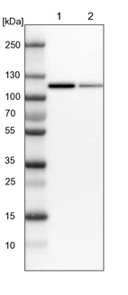 Lane 1: NIH-3T3 cell lysate (Mouse embryonic fibroblast cells)_br/_Lane 2: NBT-II cell lysate (Rat Wistar bladder tumour cells)