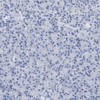 Immunohistochemical staining of human pancreas shows no positivity in exocrine glandular cells as expected.
