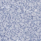 Immunohistochemical staining of human pancreas shows no positivity in exocrine glandular cells as expected.