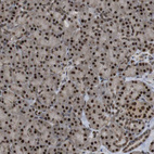 Immunohistochemical staining of human pancreas shows strong nuclear positivity in exocrine glandular cells.