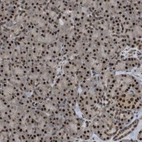 Immunohistochemical staining of human pancreas shows strong nuclear positivity in exocrine glandular cells.