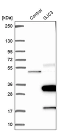 Western blot analysis in control (vector only transfected HEK293T lysate) and GJC3 over-expression lysate (Co-expressed with a C-terminal myc-DDK tag (~3.1 kDa) in mammalian HEK293T cells, LY405699).