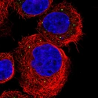 Immunofluorescent staining of human cell line A-431 shows localization to vesicles.