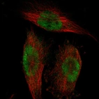 Immunofluorescent staining of human cell line U-251 MG shows localization to nucleoplasm.
