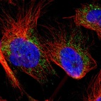 Immunofluorescent staining of human cell line U-251 MG shows localization to mitochondria.
