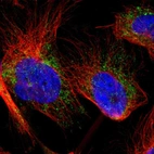 Immunofluorescent staining of human cell line U-251 MG shows localization to mitochondria.