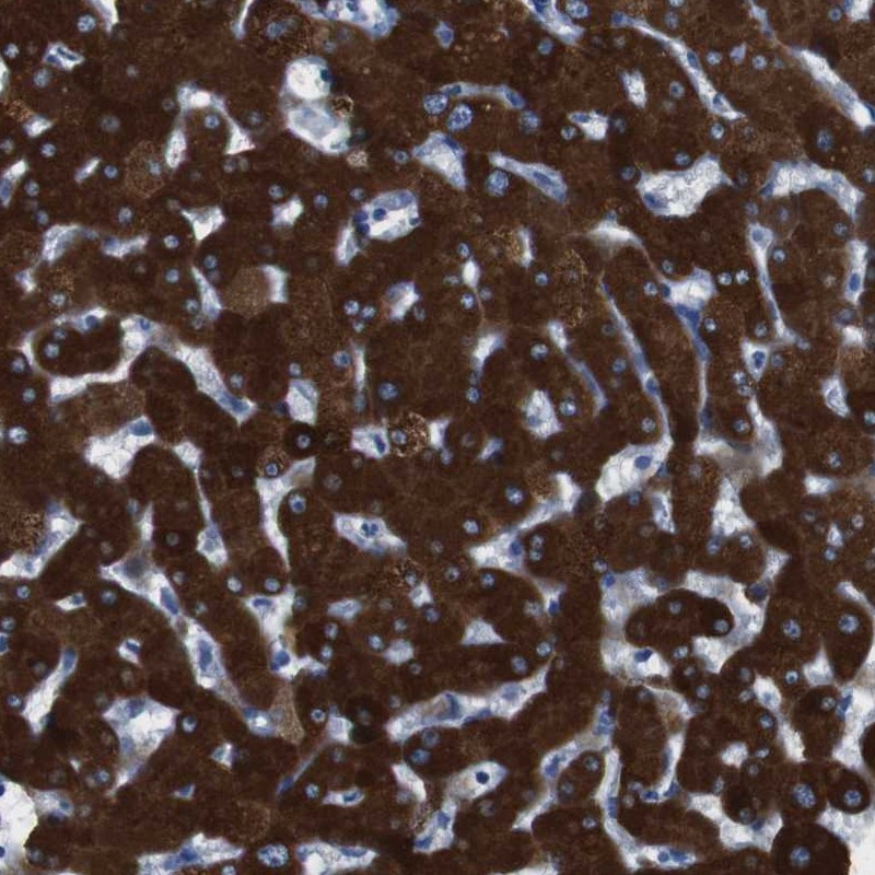 Anti-CYP2C9 Antibody