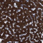 Anti-CYP2C9 Antibody