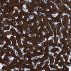 Anti-CYP2C9 Antibody
