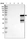 Anti-CYP2C9 Antibody