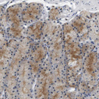 Immunohistochemical staining of human Stomach shows moderate cytoplasmic positivity in glandular cells.