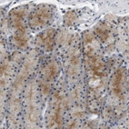 Immunohistochemical staining of human Stomach shows moderate cytoplasmic positivity in glandular cells.