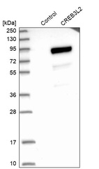 Western blot analysis in control (vector only transfected HEK293T lysate) and CREB3L2 over-expression lysate (Co-expressed with a C-terminal myc-DDK tag (~3.1 kDa) in mammalian HEK293T cells, LY405179).