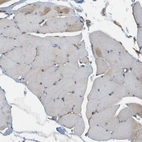 Immunohistochemical staining of human skeletal muscle shows weak positivity in myocytes.
