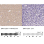 Anti-CTNND2 Antibody