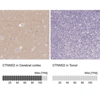 Anti-CTNND2 Antibody